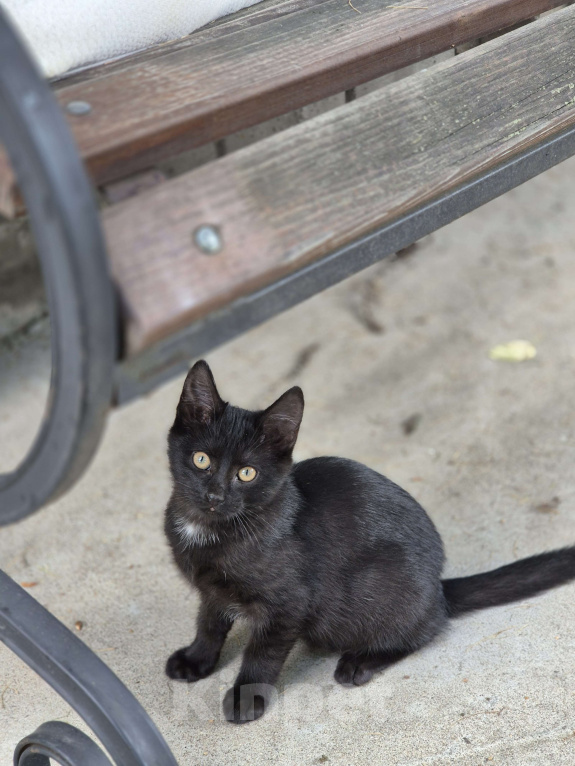 Кошки в других городах Московской области: Черный котёнок  Девочка, Бесплатно - фото 2