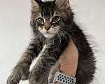 Кошки в Краснодаре: Мейн кун котёнок Мальчик, 65 000 руб. - фото 1