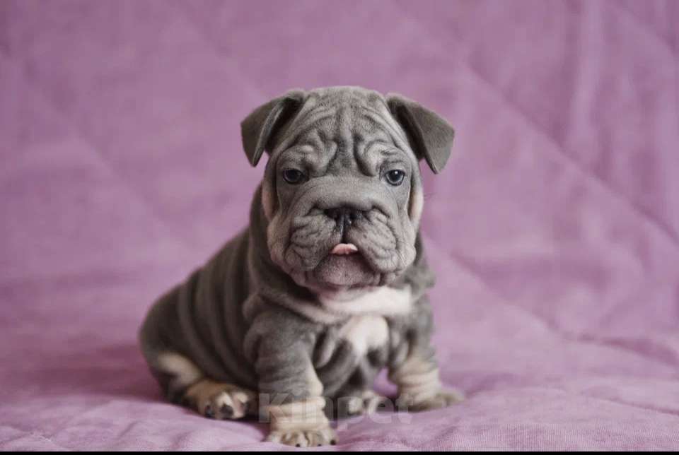 Собаки в других городах Воронежской области: Малыш Бигроп  Мальчик, 200 000 руб. - фото 3