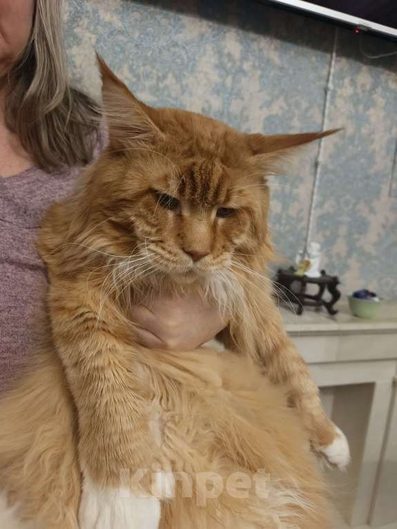 Кошки в Санкт-Петербурге: Папа для красивых детей Мальчик, 1 руб. - фото 4