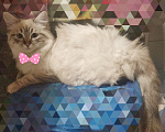 Кошки в Краснодаре: Котята Невская маскарадная color point blue пушистый Мальчик, 28 000 руб. - фото 7