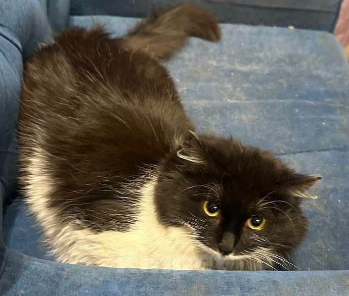 Кошки в Москве: Пушистая Марфуша Девочка, Бесплатно - фото 3