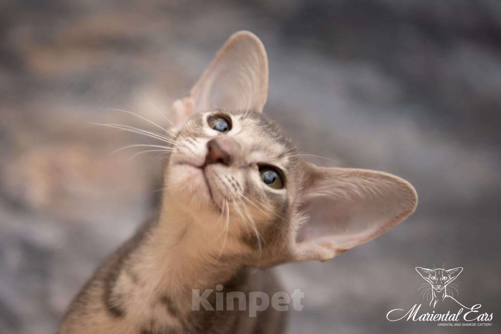 Кошки в Санкт-Петербурге: Ориентал в современном типе  Девочка, 120 000 руб. - фото 2