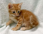 Кошки в Москве: Рыжий мраморный котенок в дар Мальчик, Бесплатно - фото 1