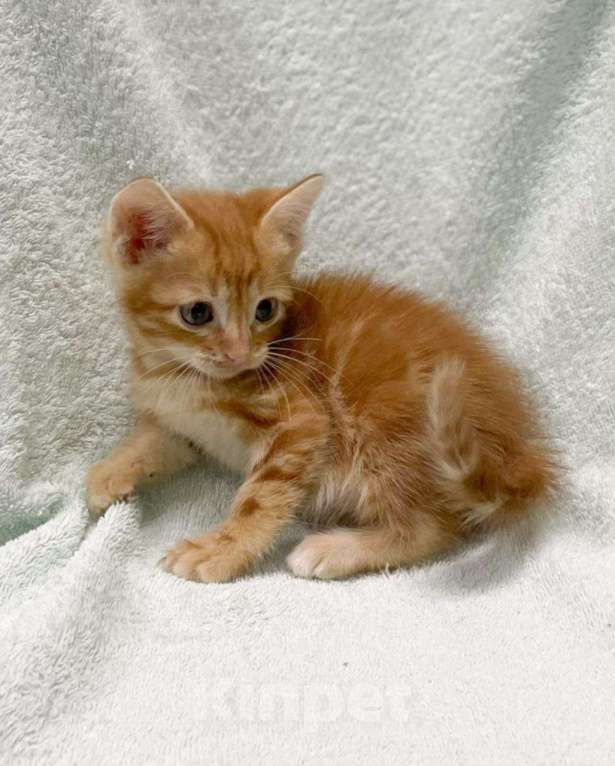 Кошки в Москве: Рыжий мраморный котенок в дар Мальчик, Бесплатно - фото 1