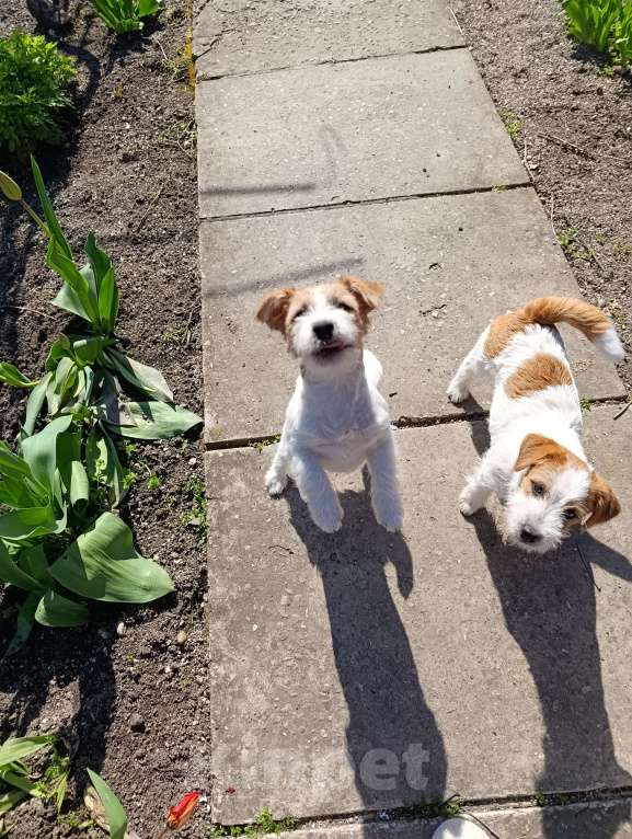 Собаки в других городах Краснодарского края: Девочка Джек Рассел терьер Девочка, 30 000 руб. - фото 6