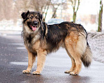 Собаки в Москве: Идеальный семейный пес Леон в добрые руки Мальчик, Бесплатно - фото 2