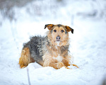 Собаки в Москве: Бородатик из приюта в добрые руки Мальчик, Бесплатно - фото 5