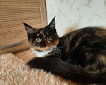 Кошки в Оленегорске: Мейн-кун котята, 15 000 руб. - фото 5