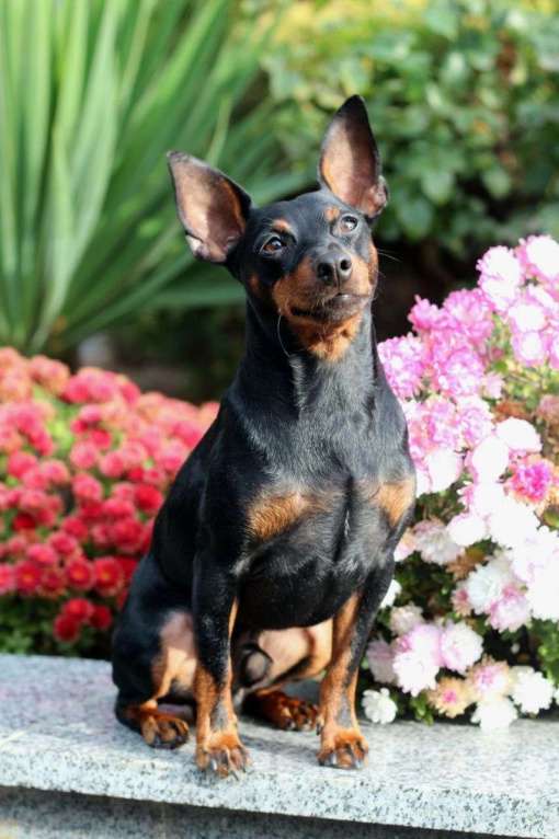 Собаки в Чехове: Великолепные щенки цверг пинчера, мини добермана Мальчик, 40 000 руб. - фото 1