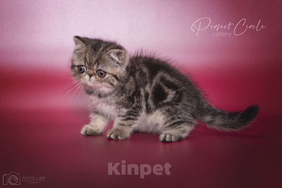 Кошки в Санкт-Петербурге: Экзотический котик Мальчик, 40 000 руб. - фото 5