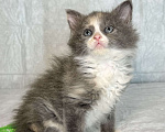 Кошки в Санкт-Петербурге: Котенок 1 месяц Астрид Девочка, Бесплатно - фото 4