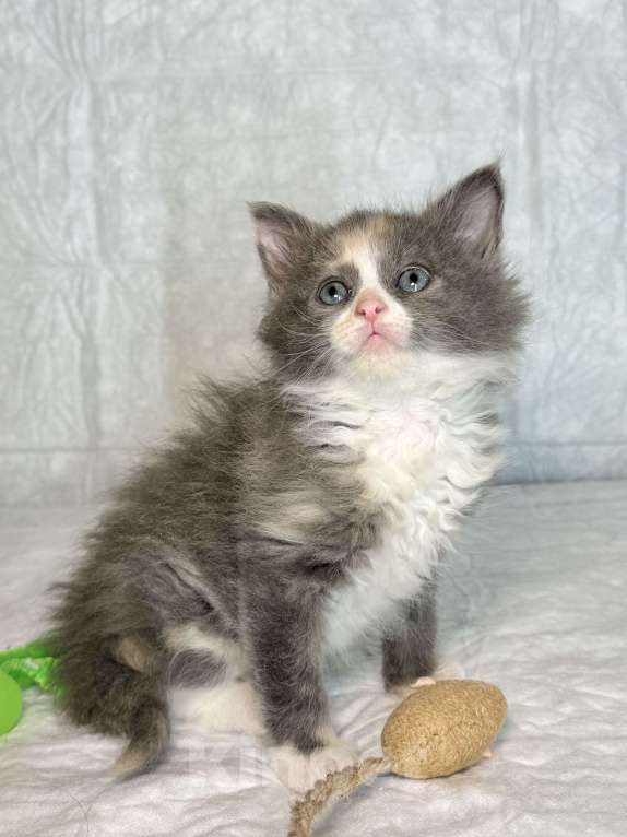 Кошки в Санкт-Петербурге: Котенок 1 месяц Астрид Девочка, Бесплатно - фото 4