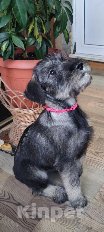 Собаки в других городах Омской области: Щенок Миттельшнауцера Ягода Малина Девочка, 45 руб. - фото 3