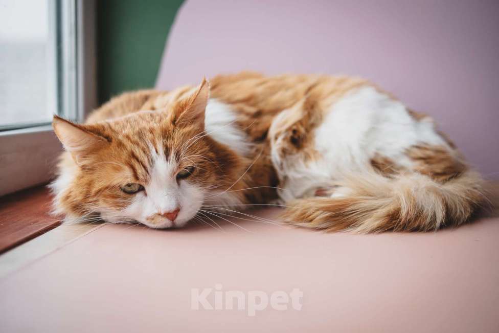 Кошки в Москве: Ласковый любопытный котик Алисий ищет дом Мальчик, Бесплатно - фото 6