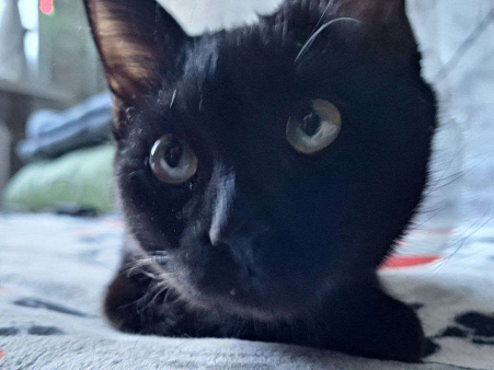 Чёрная как тень - Эшли)