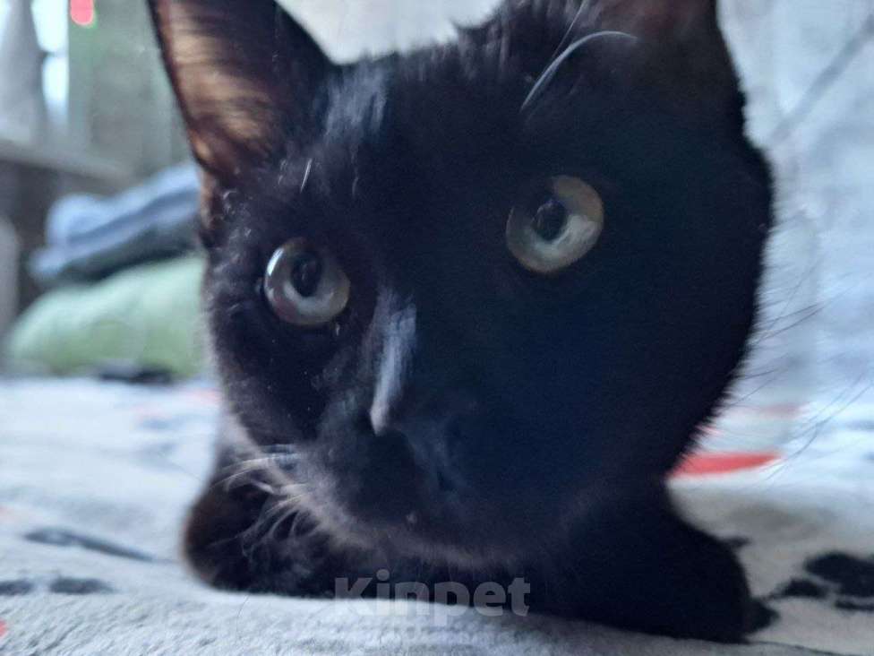 Кошки в Липецке: Чёрная как тень - Эшли) Девочка, Бесплатно - фото 1