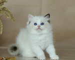 Кошки в Москве: Рэгдолл-трехцветное счастье Девочка, Бесплатно - фото 1