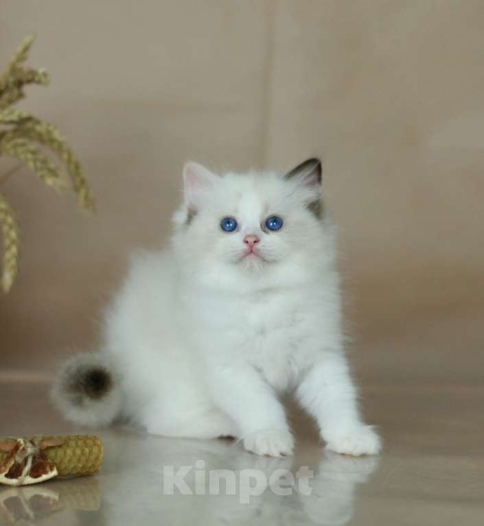 Кошки в Москве: Рэгдолл-трехцветное счастье Девочка, Бесплатно - фото 1