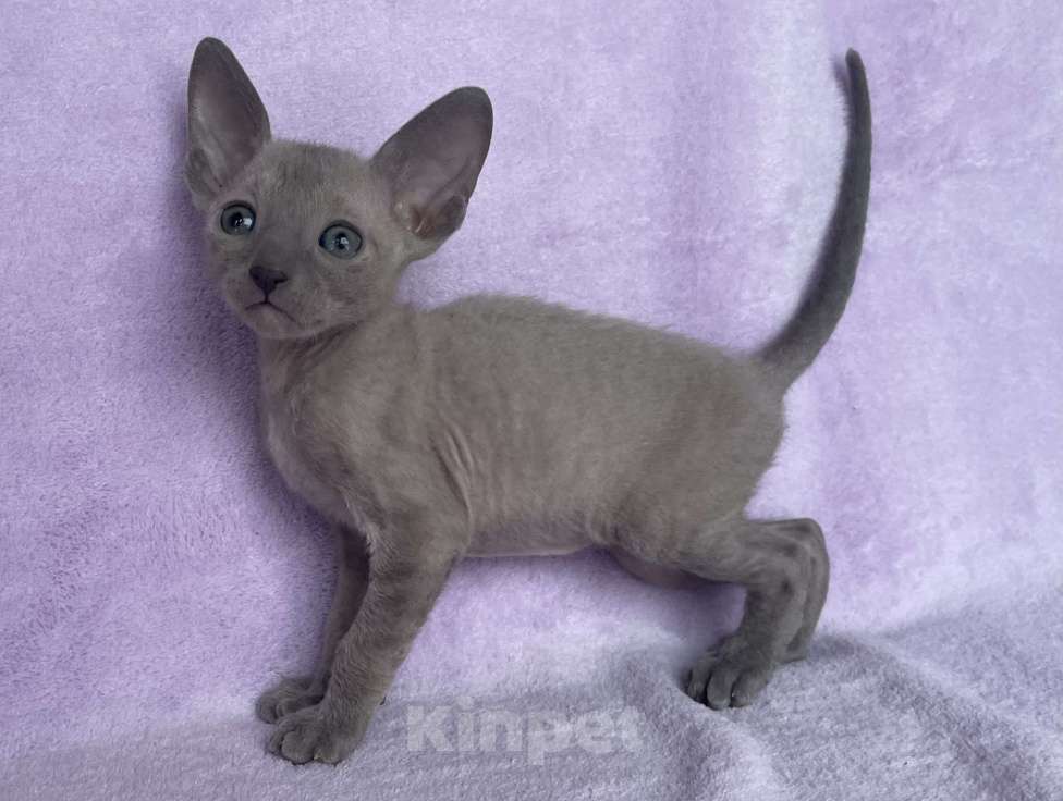 Кошки в Балашихе: Кошечка голубая минковая из московского питомника  Девочка, 70 000 руб. - фото 5