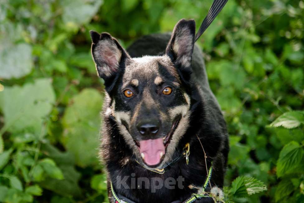 Собаки в Москве: Чуткий и внимательный Фредди Мальчик, Бесплатно - фото 3
