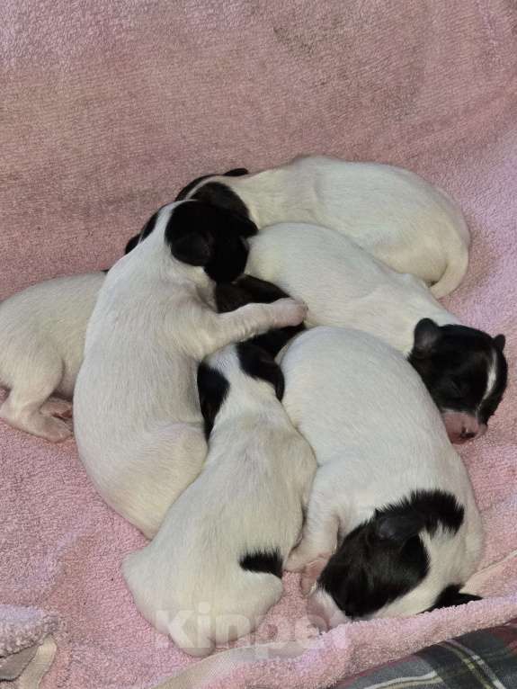 Собаки в других городах Московской области: Щенки Папильон с родословной европейских чемпионов  Мальчик, Бесплатно - фото 4