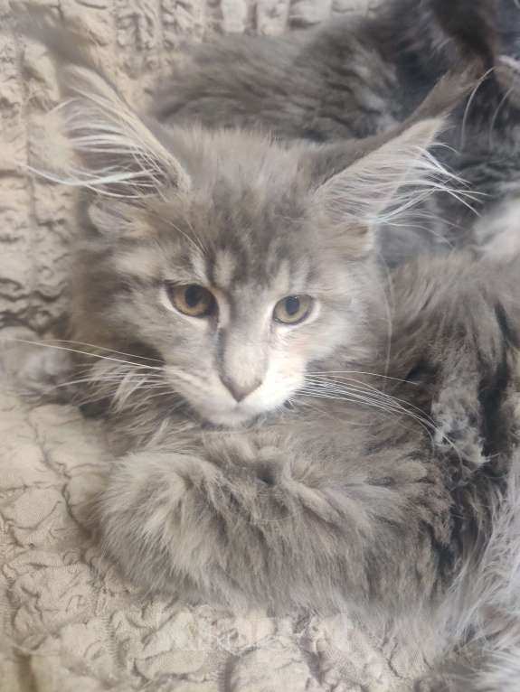 Кошки в Санкт-Петербурге: Алиса Девочка, 25 000 руб. - фото 2