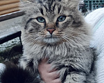Кошки в Москве: Кот в добрые руки Мальчик, Бесплатно - фото 1