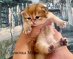 Кошки в Челябинске: Британская длинношерстная девочка by 12 Девочка, 65 000 руб. - фото 1