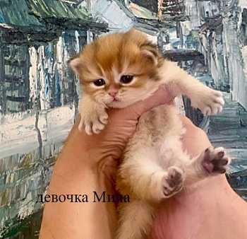 Британская длинношерстная девочка by 12