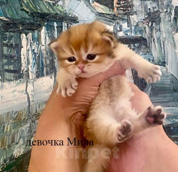 Кошки в Челябинске: Британская длинношерстная девочка by 12 Девочка, 65 000 руб. - фото 1