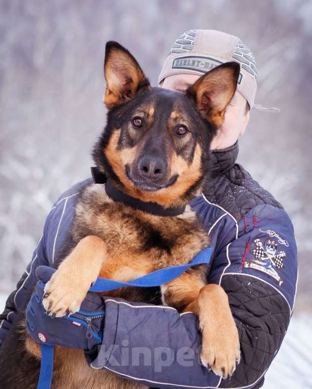 Собаки в Москве: Метис овчарки ищет дом Девочка, Бесплатно - фото 8