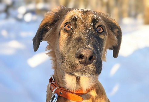 Щенок ищет дом