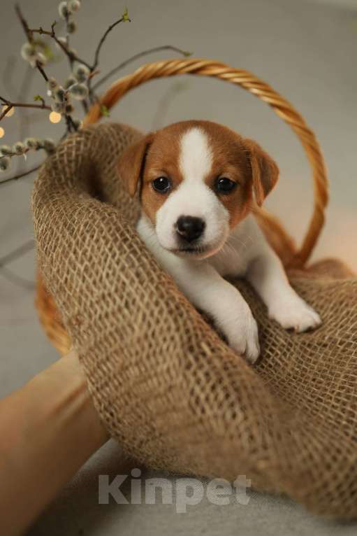 Собаки в Москве: Девочка Джек рассел РКФ Девочка, Бесплатно - фото 2