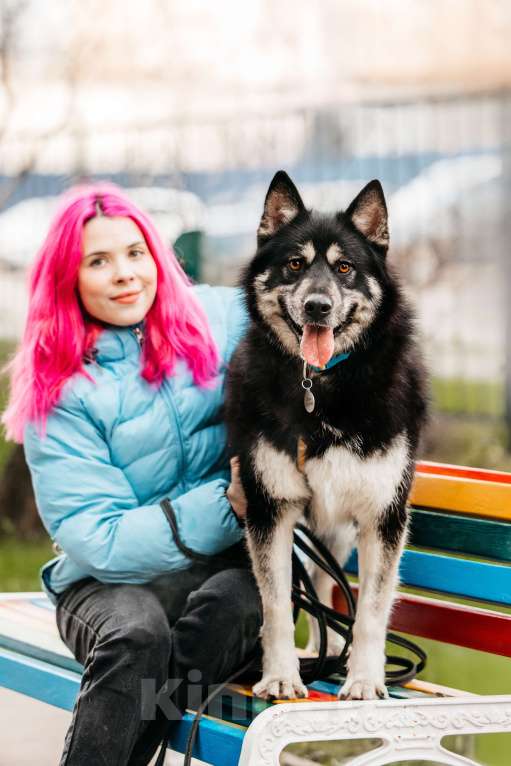 Собаки в Москве: Жизнерадостный Хьюстон ищет дом Мальчик, Бесплатно - фото 5