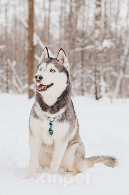 Собаки в Москве: Астерия ищет дом Девочка, Бесплатно - фото 3