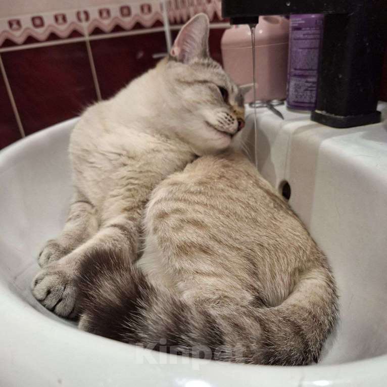 Кошки в Липецке: Отдаю в надёжные руки Кефира Мальчик, Бесплатно - фото 3