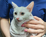 Кошки в Королеве: Шпунька в добрые руки Девочка, Бесплатно - фото 4
