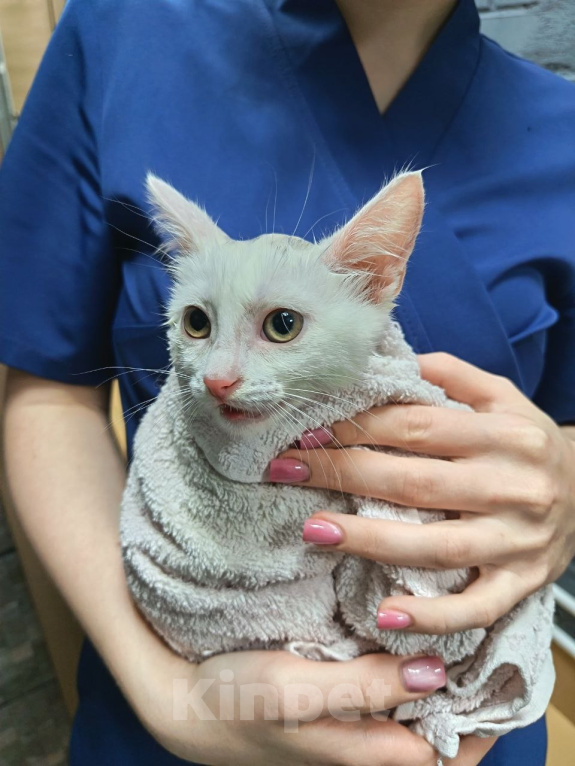 Кошки в Королеве: Шпунька в добрые руки Девочка, Бесплатно - фото 4