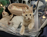 Кошки в Долгопрудном: Кремовый котенок мейн-кун Мальчик, 45 000 руб. - фото 2