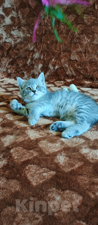 Кошки в Севастополе: Шотландский прямоухий котёнок Девочка, 13 000 руб. - фото 1