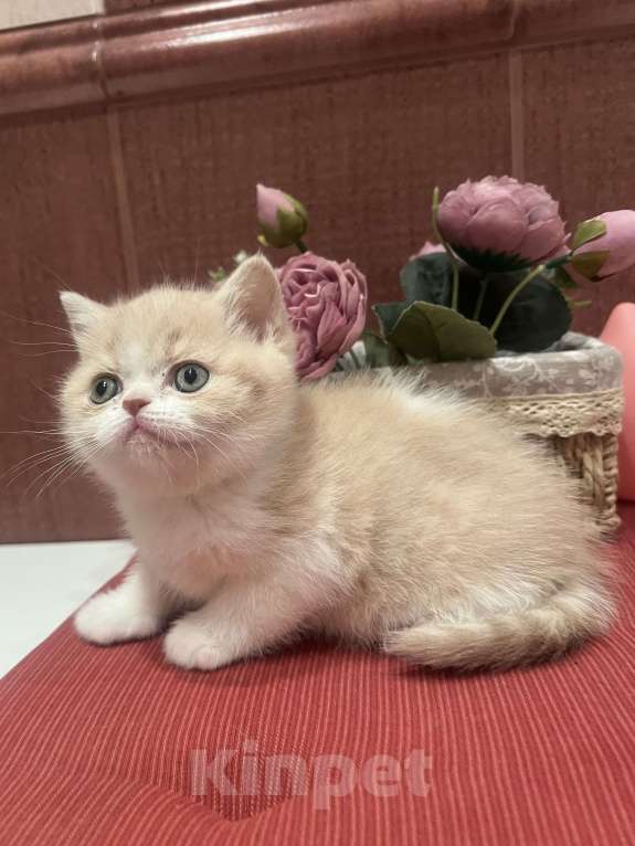 Кошки в Москве: Шотландские мальчики Мальчик, 35 000 руб. - фото 9