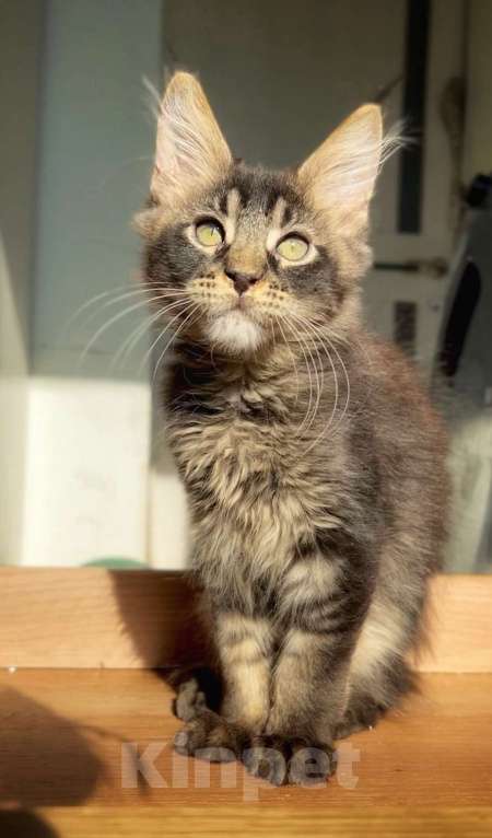 Кошки в других городах Ленинградской области: Зевс Мальчик, Бесплатно - фото 2