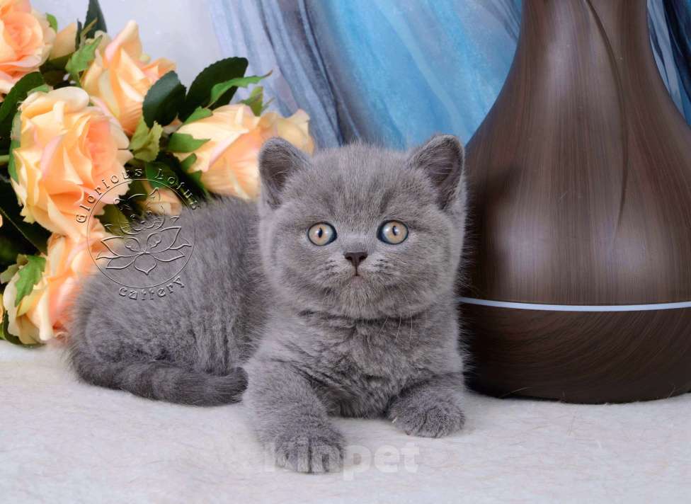 Кошки в Мурином: Британский котик голубого окраса (светлого оттенка) Мальчик, 38 000 руб. - фото 1