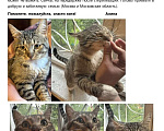 Кошки в других городах Московской области: Кот Василий ищет дом и семью  Мальчик, Бесплатно - фото 1