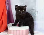 Кошки в Мурином: Британский котик черного окраса Мальчик, 38 000 руб. - фото 3