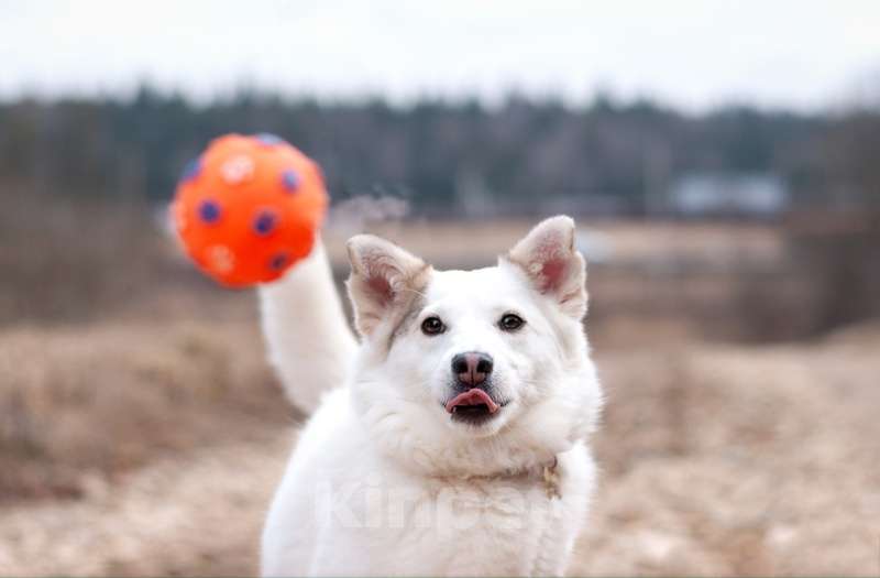 Собаки в Москве: Прекрасная домашняя собачка Шарлотта в дар Девочка, 1 руб. - фото 4