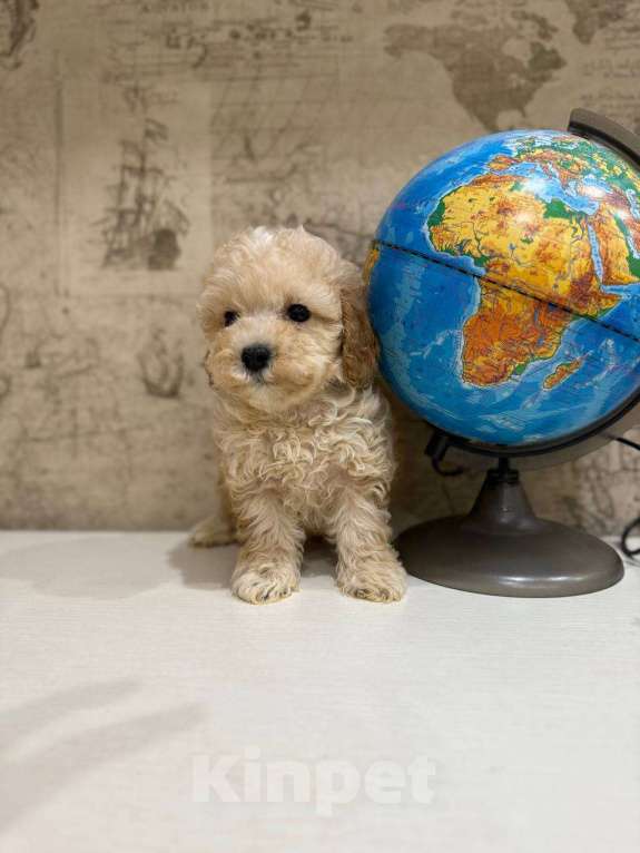 Собаки в Москве: Мальтипу мини Мальчик, 130 000 руб. - фото 1