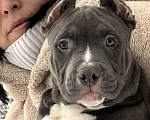 Собаки в других городах Московской области: Американский булли Мальчик 2 Мальчик, 200 000 руб. - фото 1
