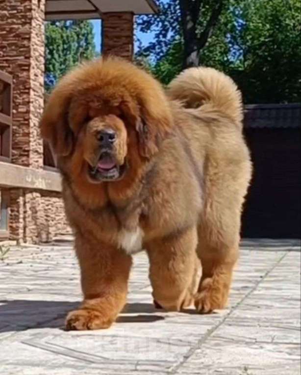 Собаки в Котельнике: Тибетский Мастиф. Девочки. Людей не едят Девочка, 150 руб. - фото 4